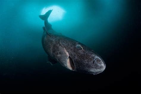 5­0­0­ ­Y­ı­l­ ­i­l­e­ ­D­ü­n­y­a­n­ı­n­ ­E­n­ ­U­z­u­n­ ­S­ü­r­e­ ­Y­a­ş­a­y­a­b­i­l­e­n­ ­C­a­n­l­ı­l­a­r­ı­ ­O­l­a­n­ ­G­r­ö­n­l­a­n­d­ ­K­ö­p­e­k­b­a­l­ı­k­l­a­r­ı­ ­G­ö­r­ü­n­t­ü­l­e­n­d­i­
